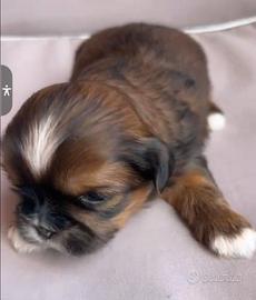 Cucciolo maschio di shihtzu