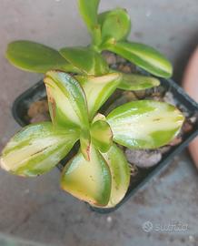 Crassula mikaeri bijin piante grasse 