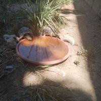 Adulti riproduttivi e baby testudo hermanni