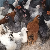 Galline Ovaiole Light sussex/blubell