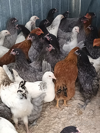 Galline Ovaiole Light sussex/blubell