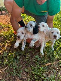 Cuccioli Setter inglese