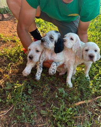 Cuccioli Setter inglese