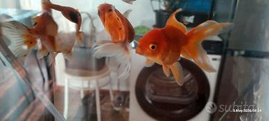 Oranda acqua dolce