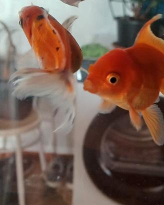 Oranda acqua dolce