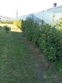 siepe photinia 