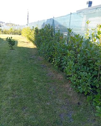 siepe photinia 