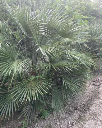 Palme da giardino