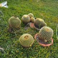 Cuscini della suocera in vaso