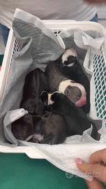 American bully