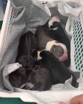 American bully