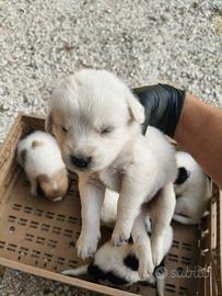 Cuccioli di Pastore Maremmano/Abbruzzese