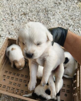 Cuccioli di Pastore Maremmano/Abbruzzese