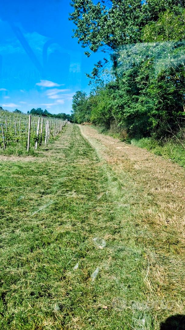 Vigneto Doc Ziano Piacentino - Vista 2