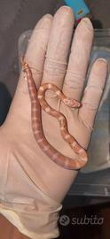 Serpente del grano