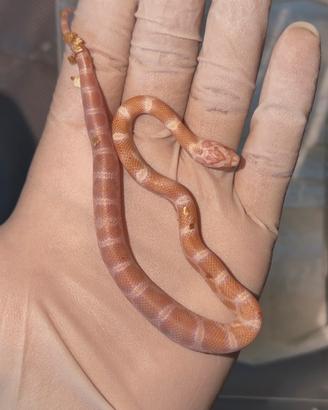 Serpente del grano