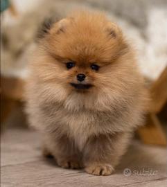 Spitz di Pomerania Mini