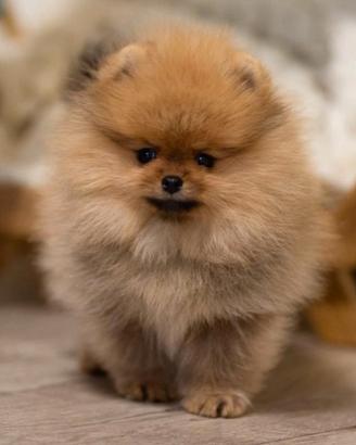 Spitz di Pomerania Mini