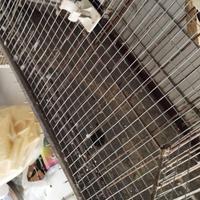 Gabbia cova voliera per piccoli pappagalli media