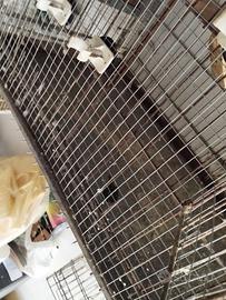 Gabbia cova voliera per piccoli pappagalli media