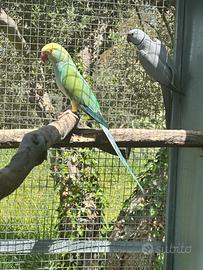 Parrocchetti dal collare