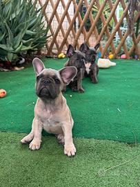 Cuccioli di bulldog francese blue