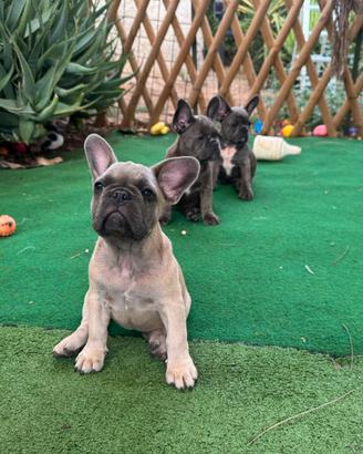 Cuccioli di bulldog francese blue