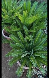piante cicas