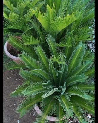 piante cicas
