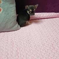Cuccioli chihuahua