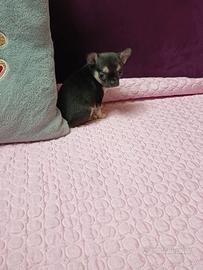 Cuccioli chihuahua