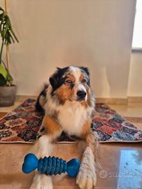 Maschio pastore australiano per monta