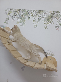Gatto del bengala