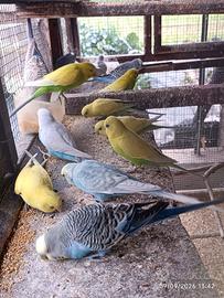 Cocorite