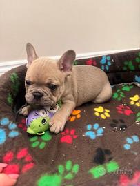 Bulldog francese