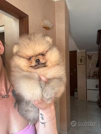 Pomerania maschio pedigree ENCI/FCI