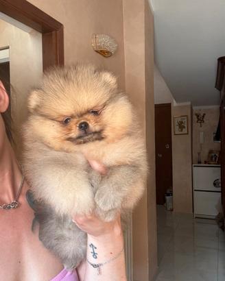Pomerania maschio pedigree ENCI/FCI