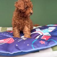 Barboncini mini toy femmina