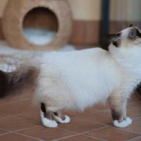 Sacro di Birmania Cuccioli disponibili