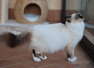 Sacro di Birmania Cuccioli disponibili