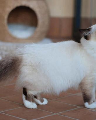 Sacro di Birmania Cuccioli disponibili