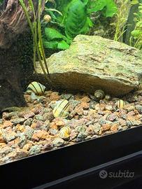 Lumache acquario Asolene Spixi