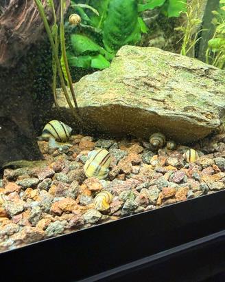 Lumache acquario Asolene Spixi