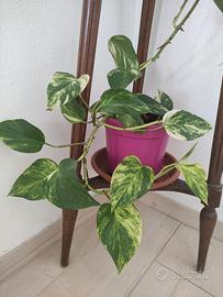 pianta di pothos