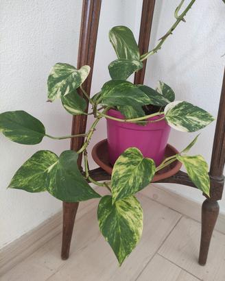 pianta di pothos