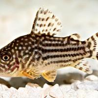 Pesci Corydoras Sterbai