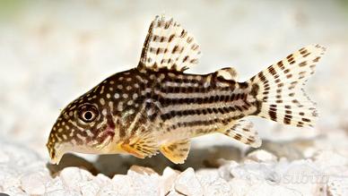 Pesci Corydoras Sterbai