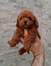 Meraviglie barboncini toy e mini toy red