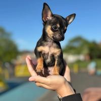 Cucciolo chihuahua maschio