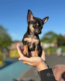 Cucciolo chihuahua maschio